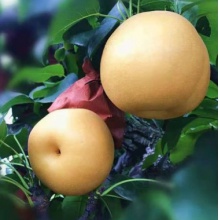 湖南怀化金秋梨新鲜水果5斤包邮