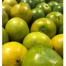 柑大果新鲜水果9斤包邮沃柑整箱